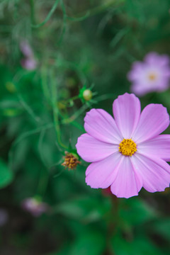 格桑花