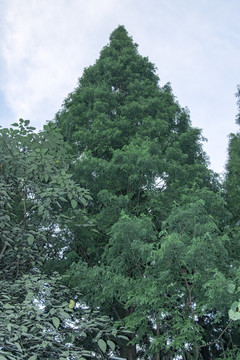 水杉树