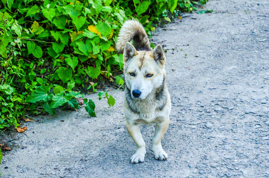 中华田园犬