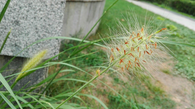 狼尾草