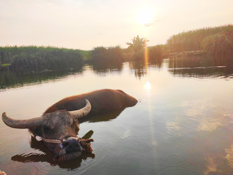 牛与夕阳