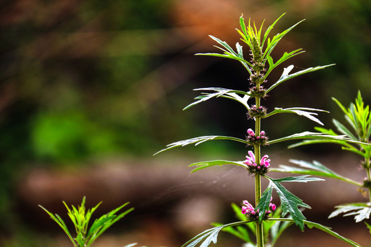 益母草