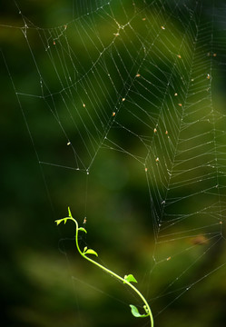 蜘蛛网与小草