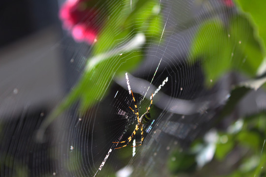 织网中的蜘蛛
