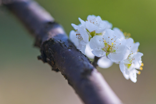 李子花