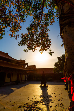 夕阳下的菩提树