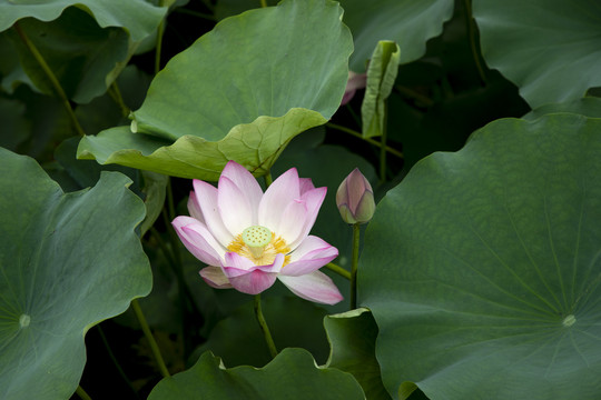 花与蕾