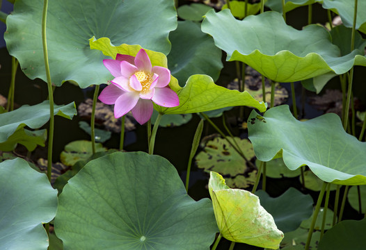 出水芙蓉