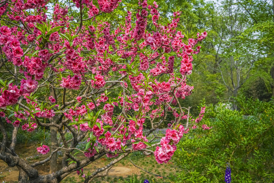 桃花高清大图