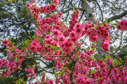 桃花高清大图