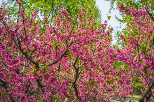 桃花高清大图