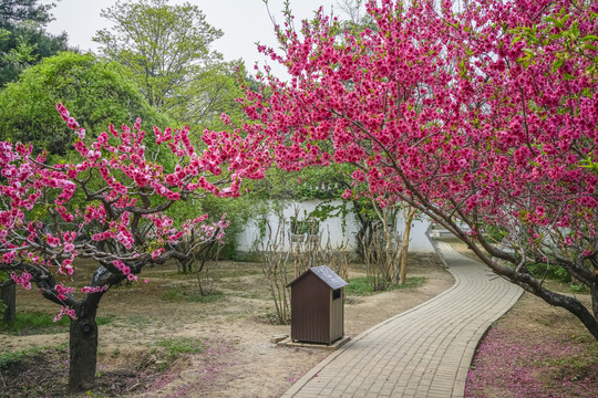 桃花高清大图