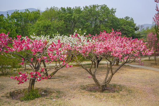 桃花高清大图