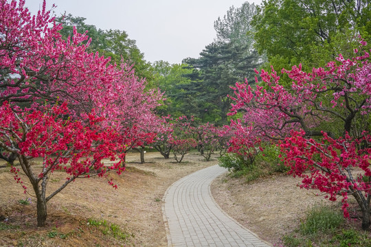 桃花高清大图