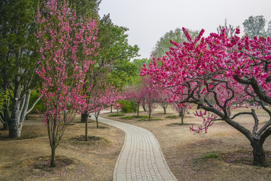 桃花高清大图