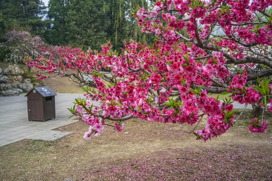 桃花高清大图