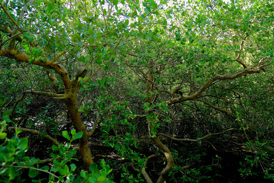 海南红树林