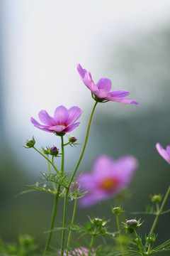 格桑花