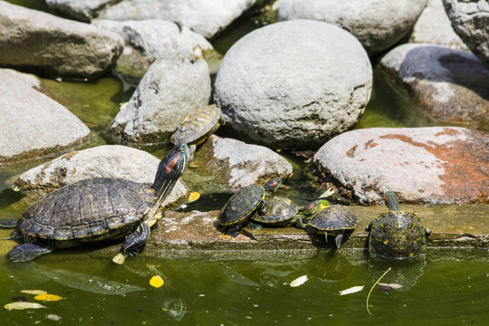 池塘里的乌龟