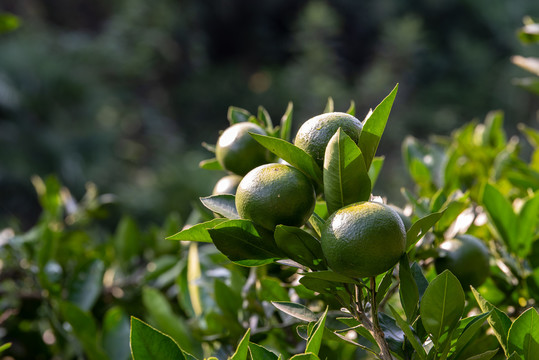 宜昌蜜桔