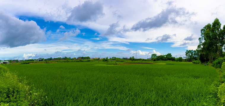 稻田