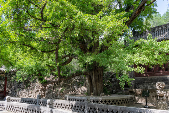 晋祠古树