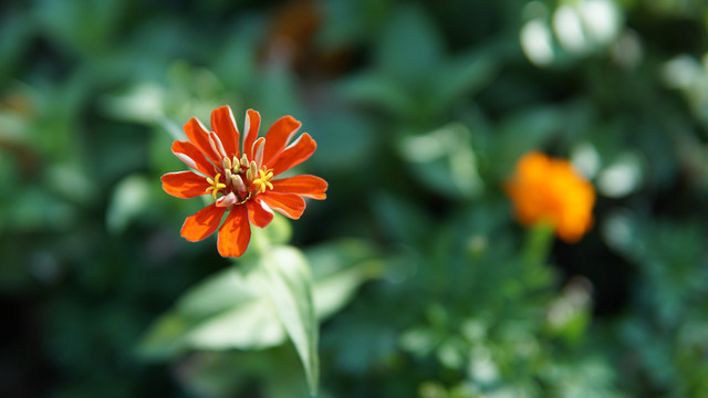 百日菊