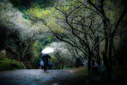 雨中梅岭的游人