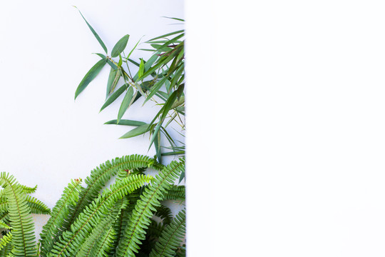 竹与蕨类植物