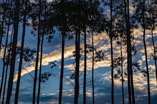 夕阳云彩树林