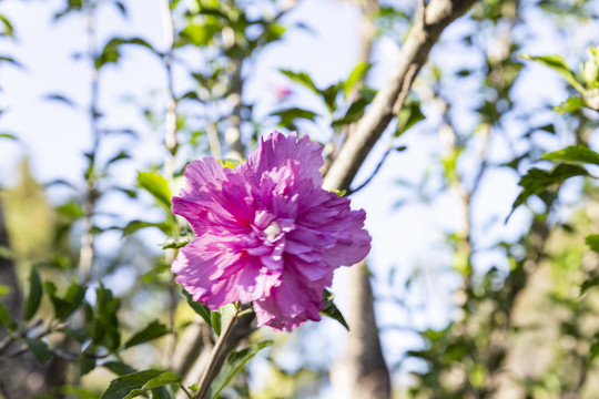 木槿花