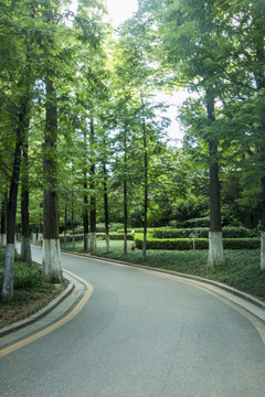 公园游道树林