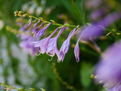 玉簪花