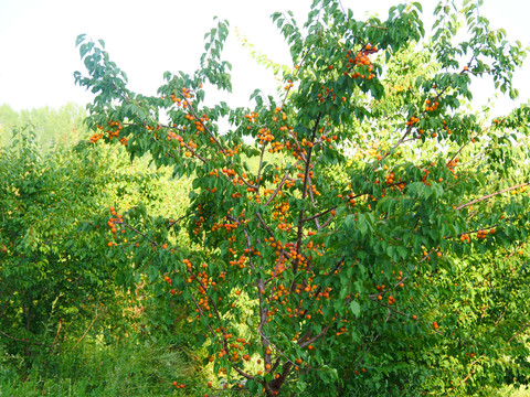 新疆红杏树上干杏伊犁吊死干果园