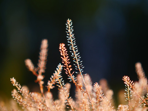 植物摄影野生植物种子艺术摄影