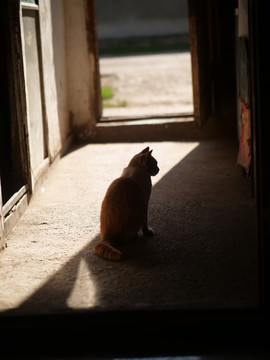 日本老屋和猫