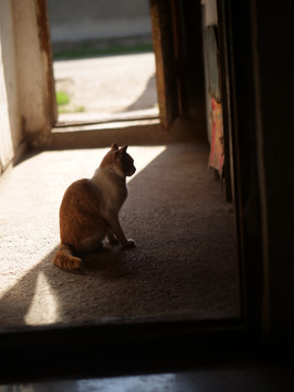 日本老屋和猫