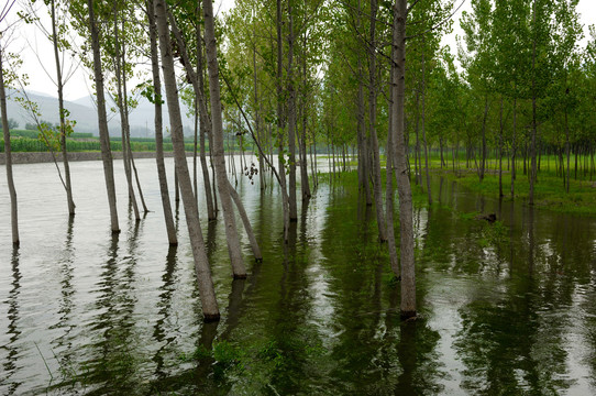 水中树林