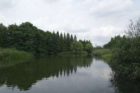 后滩公园湿地