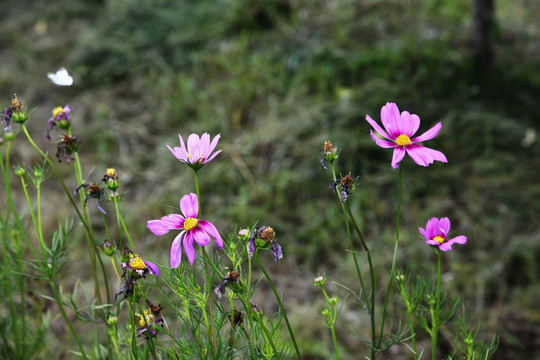 粉色格桑花