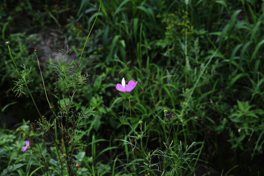 粉色格桑花