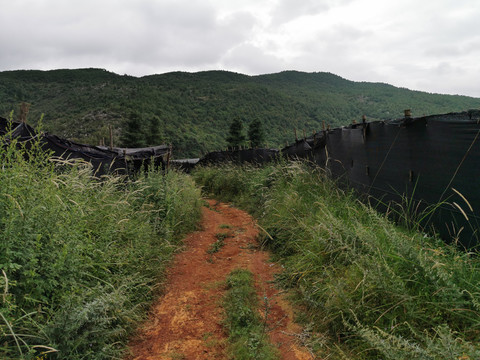 三七基地