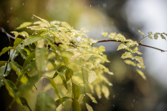 雨天树叶