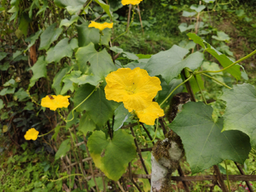 丝瓜开花