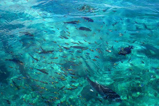 海洋游魚