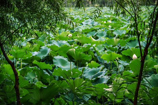 夏日池塘里优雅的荷花