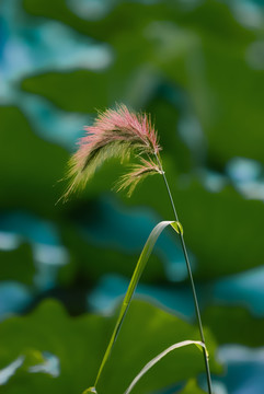 夏日池塘里优雅的荷花