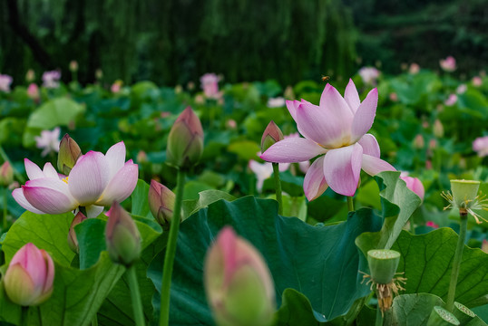 夏日池塘里优雅的荷花