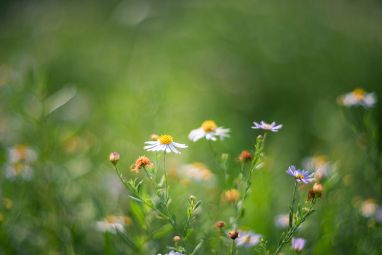 秋日田野的山菊花