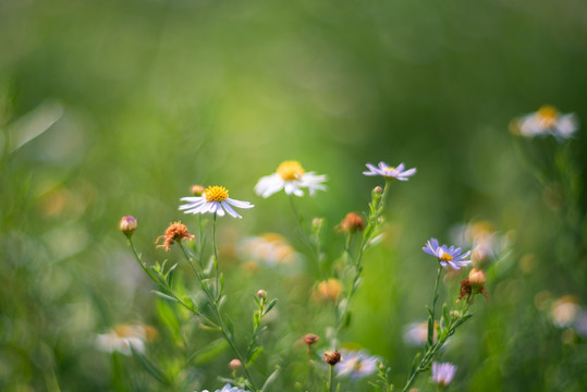 秋日山野里的小菊花